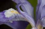 Dwarf crested iris